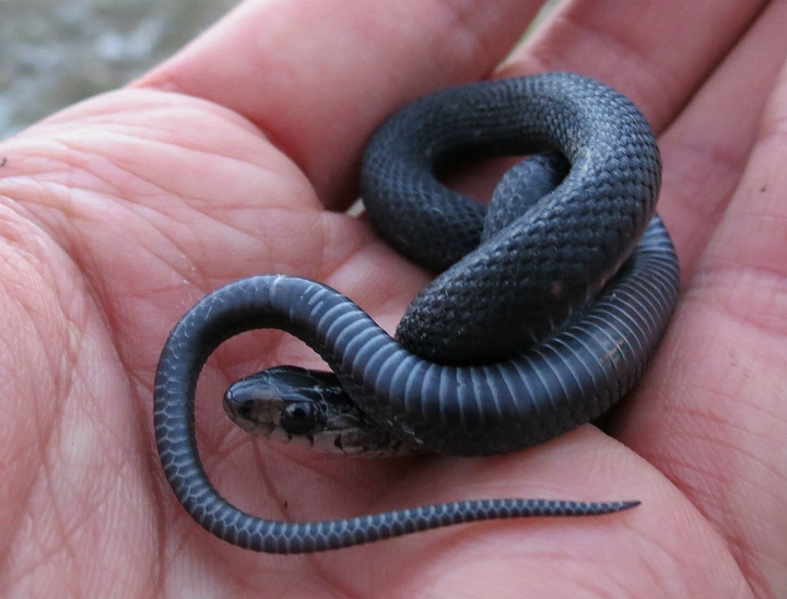 Melanistic Eastern Garter Snake